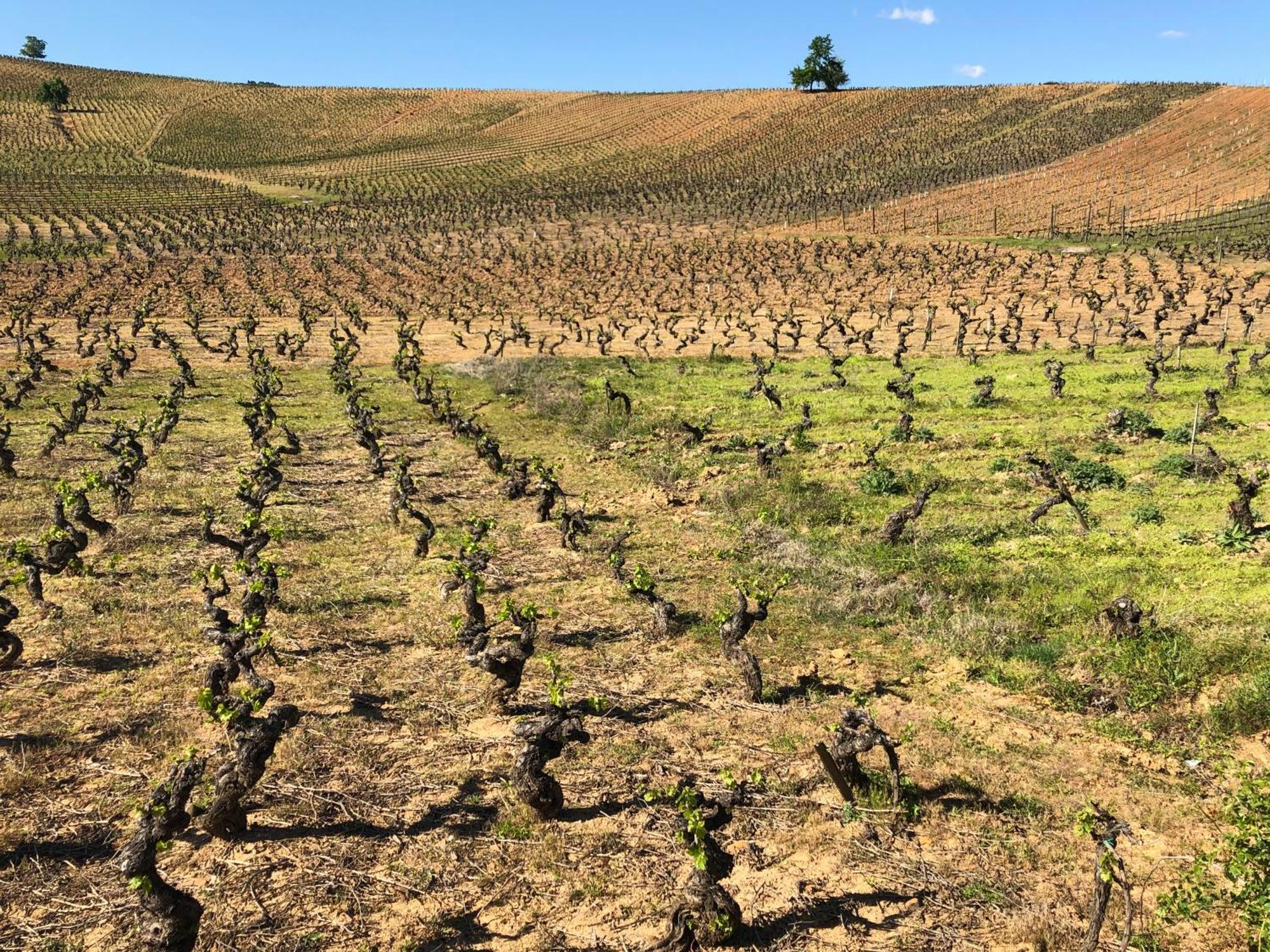 Boutique Finca Esencial Villafranca del Bierzo Kültér fotó